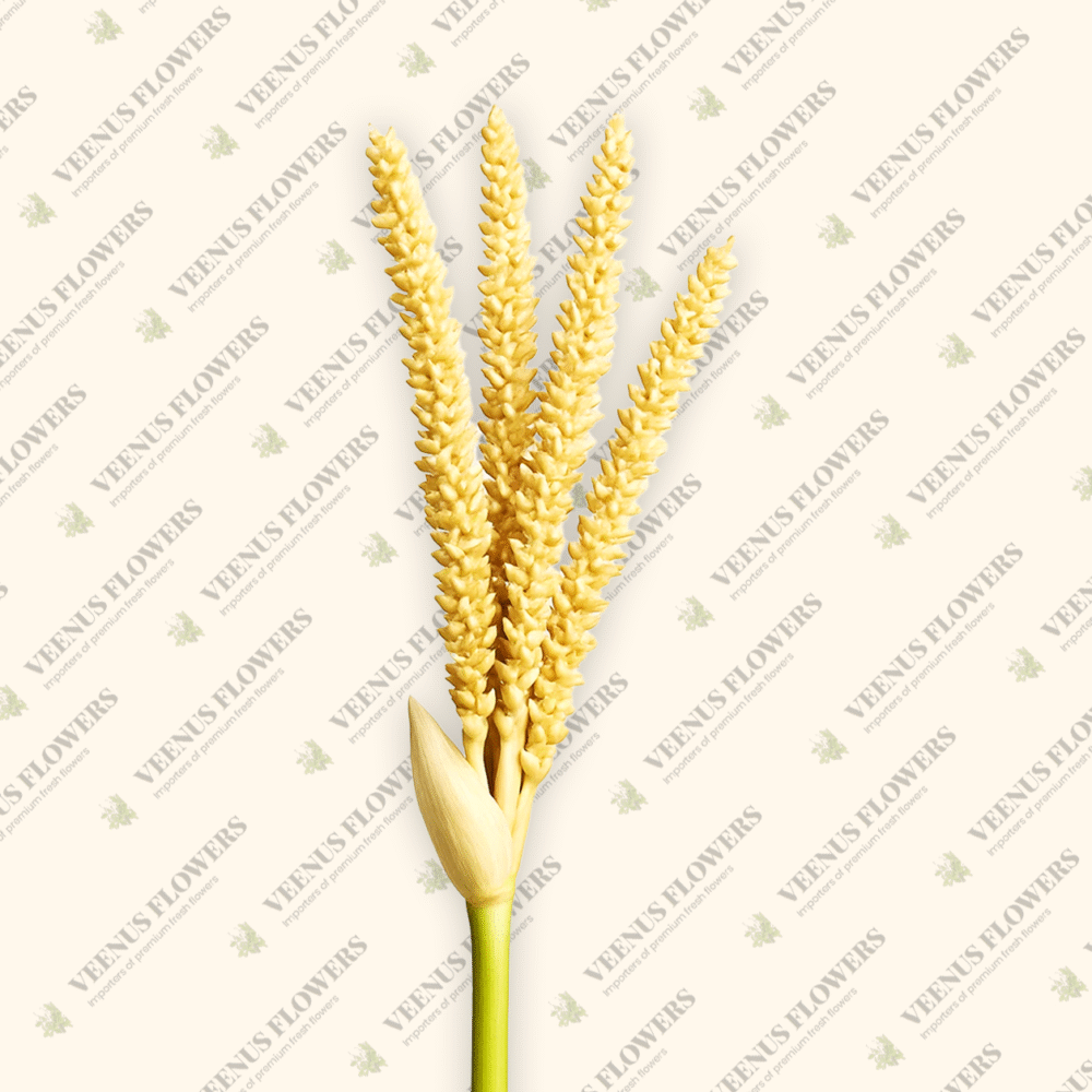 Coconut Flower