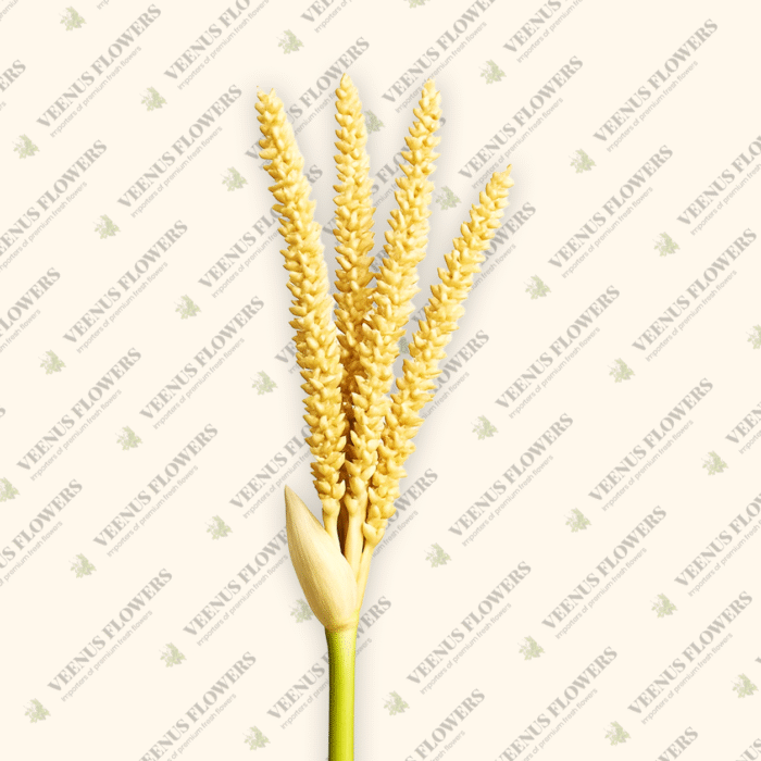 Coconut Flower