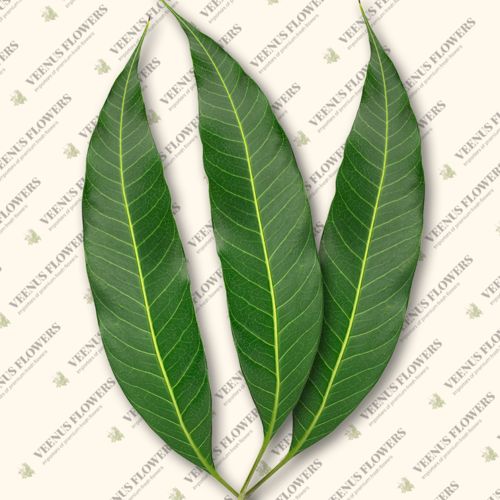 Mango leaf