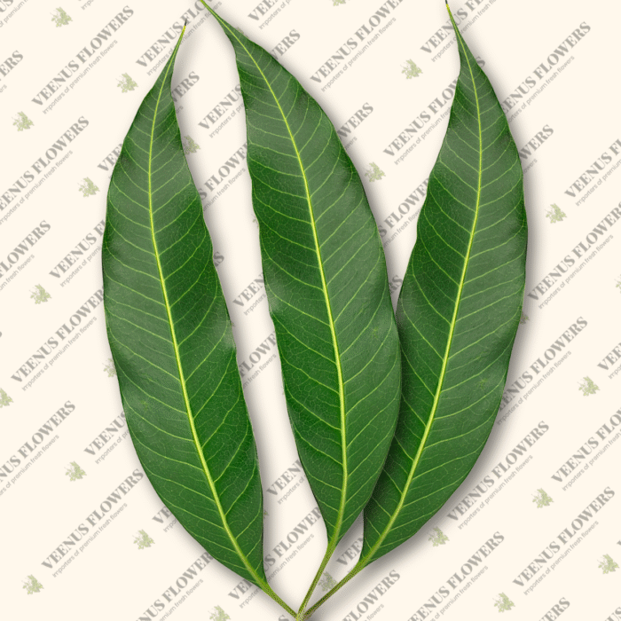 Mango leaf