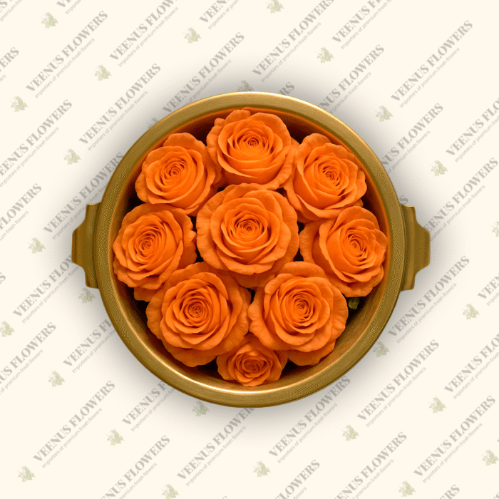 Orange Button Rose