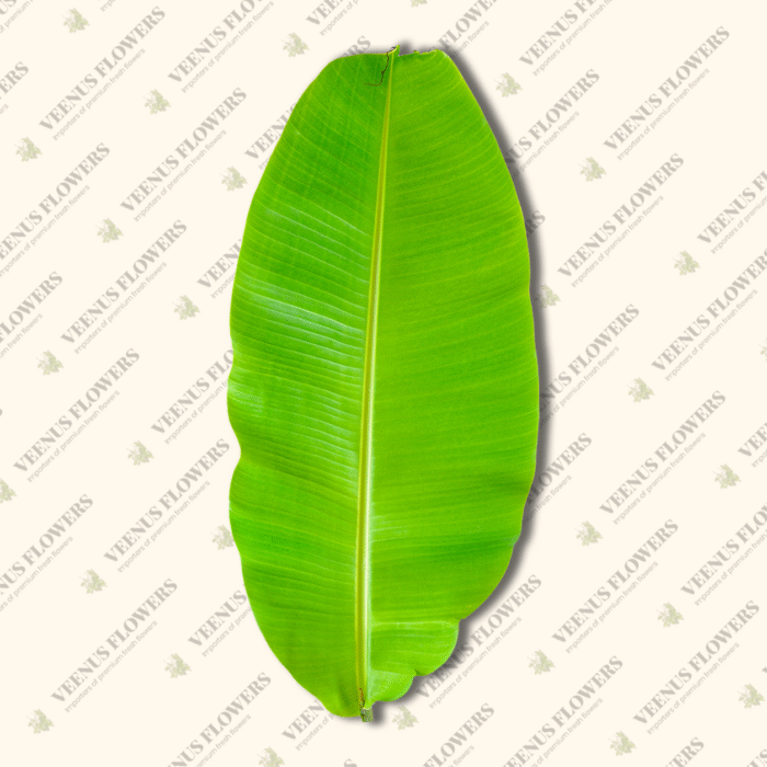 banana leaf