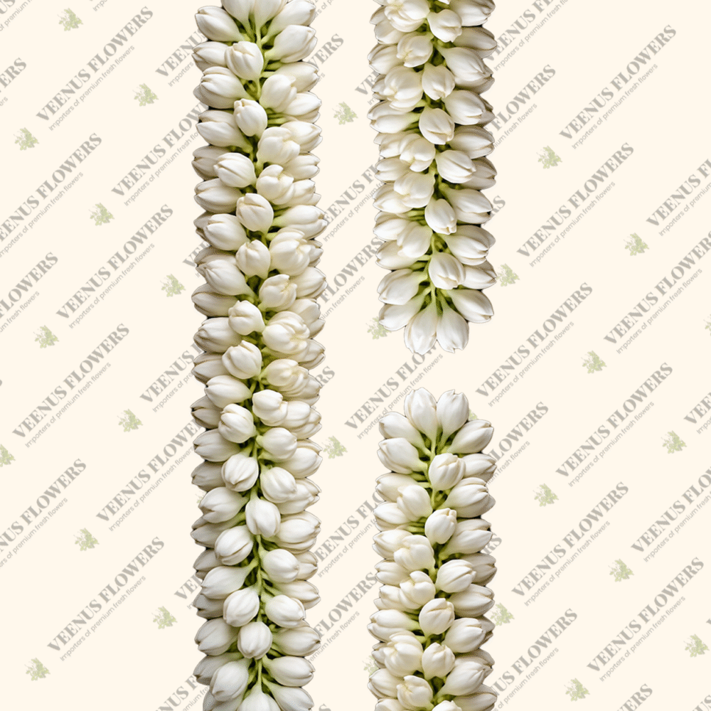 jasmine string