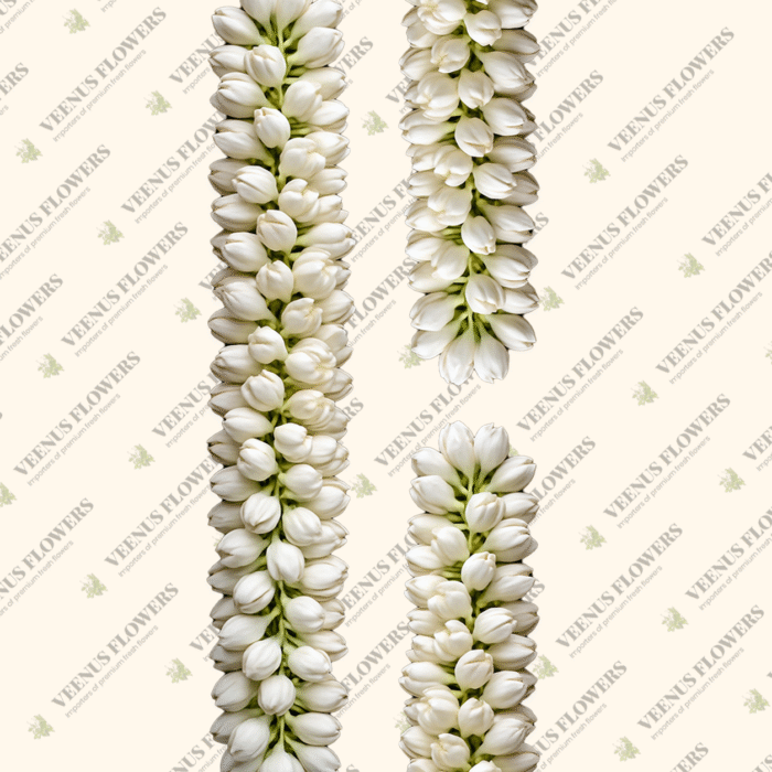 jasmine string