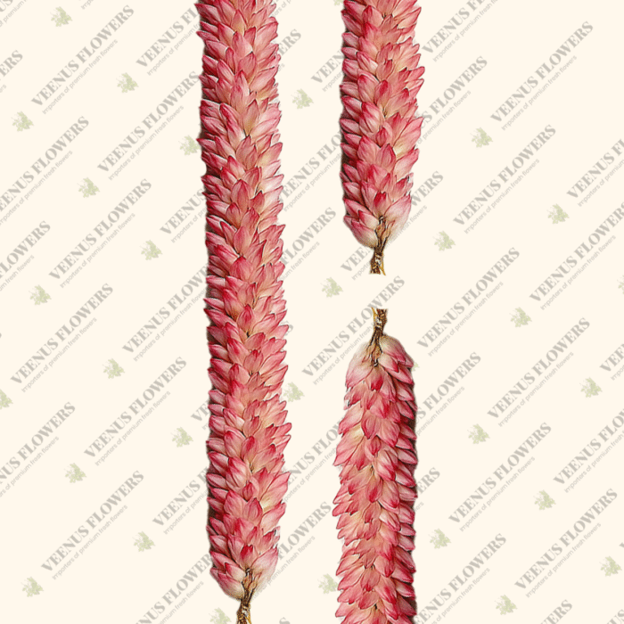 lotus string