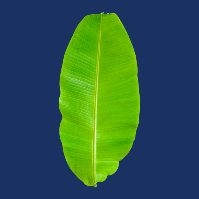 Banana leaf (10 leaves in a roll)