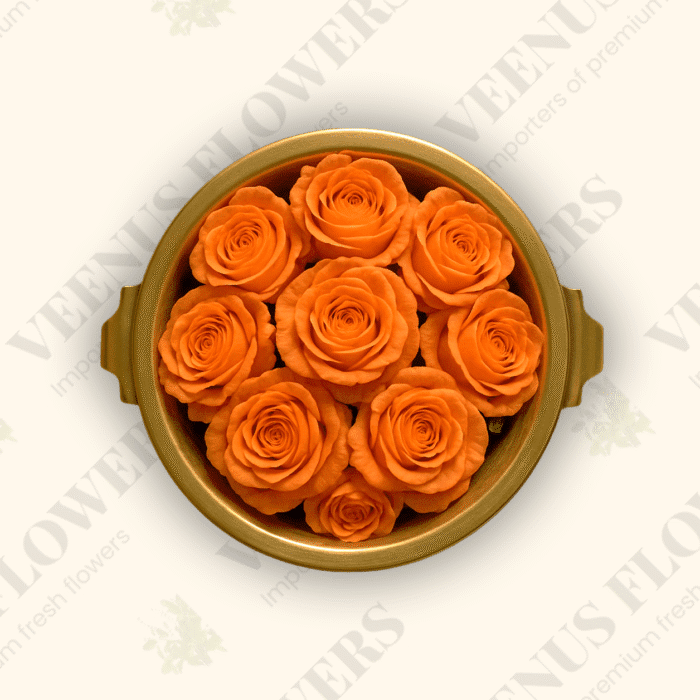 Orange Button Rose