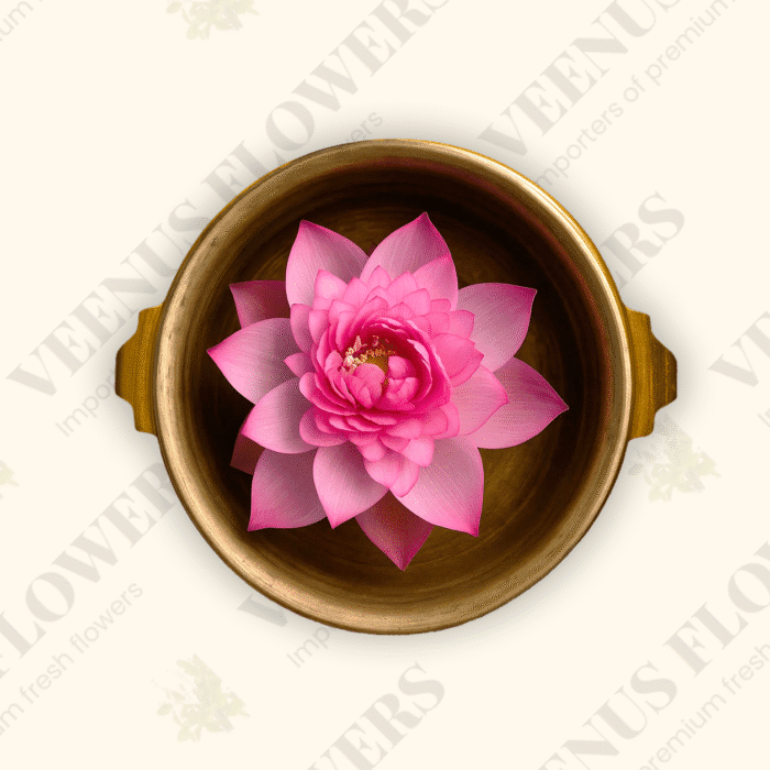 Pink Lotus
